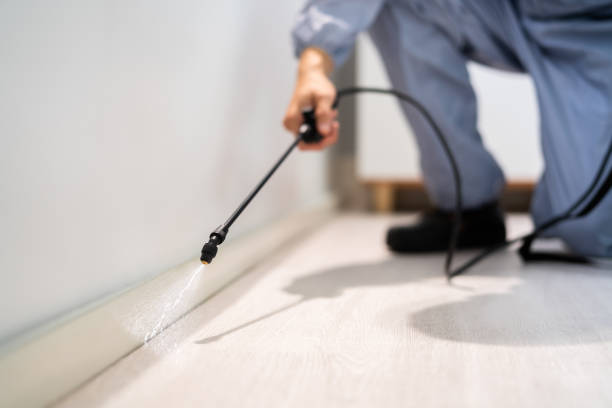 Best Wasp Removal Services  in Rutherford College, NC